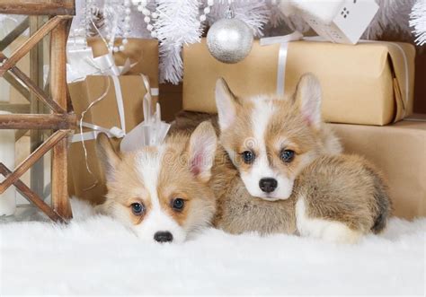 Two Puppies Welsh Corgi Pembroke Under The Christmas Tree Stock Photo