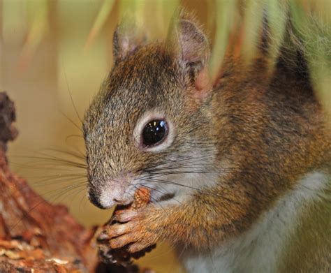 The american red squirrel is a true expert at foraging for limited resources. Wildlife service considers changes to habitat area for ...