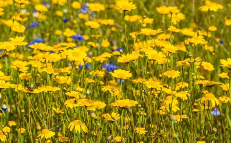 Cornfield Annuals Seed Mix Cumbria Wildflowers