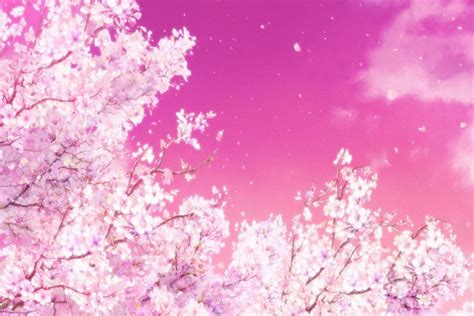 Update 89 Cherry Blossom Wallpaper Anime Super Hot Vn