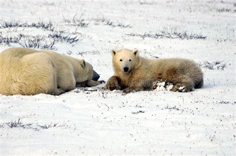 Mother And Cub Polar Bear Stock Photo Image Of Animal 12444354
