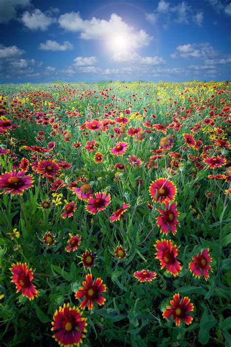 Texas Wildflowers By Dean Fikar