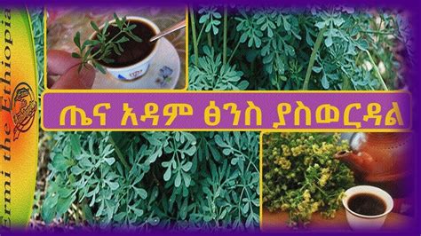 የጤና አዳም ጥቅም እና ጉዳት Rue Herb Health Benefits Youtube