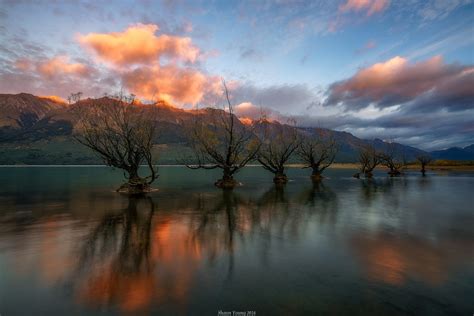 Glenorchy Willow Trees Sunrise At Lake Wakatipu New Zeala Flickr
