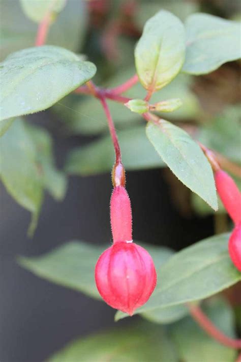 How To Harvest And Save Fuchsia Seeds Gardeners Path