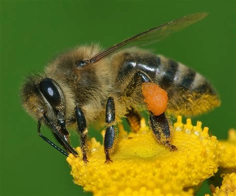 Bee definition, any hymenopterous insect of the superfamily apoidea, including social and solitary species of several families, as the bumblebees, honeybees, etc. Western honey bee - Wikipedia