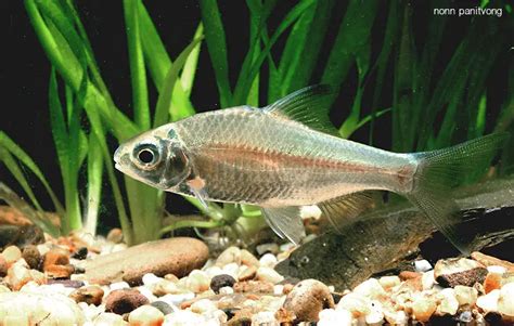 Groups Cypriniformes — Seriously Fish
