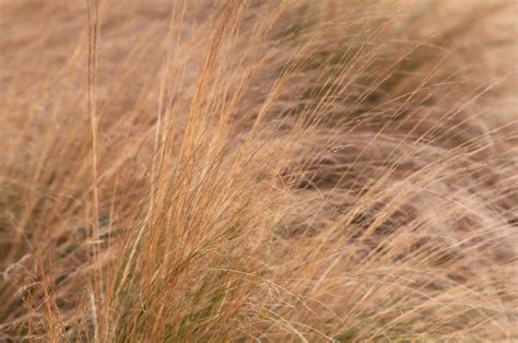 How To Grow And Care For Mexican Feather Grass