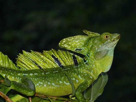 Free Picture Chameleon Camouflage Dark Night Wildlife Reptile