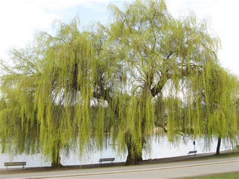 Specific bonsai care guidelines for the weeping willow bonsai tree. Aspirin, COX-2 and Inflammation - Benefits and Side Effects