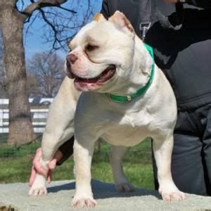 How to stop an american bulldog from leash pulling. SHORTY BULLS - SHORTY BULL DIVISION | Dog breeds, Dog lovers, Bully breeds