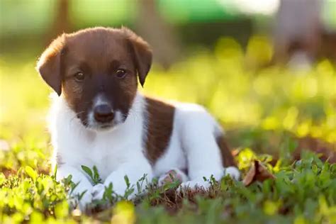 Smooth Fox Terrier Breed Information Metlife Pet Insurance