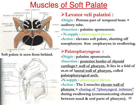 Soft Palate Muscles Anatomy