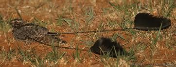 Maybe you would like to learn more about one of these? A Peace Corps Volunteer in The Gambia: Bird Watching in ...