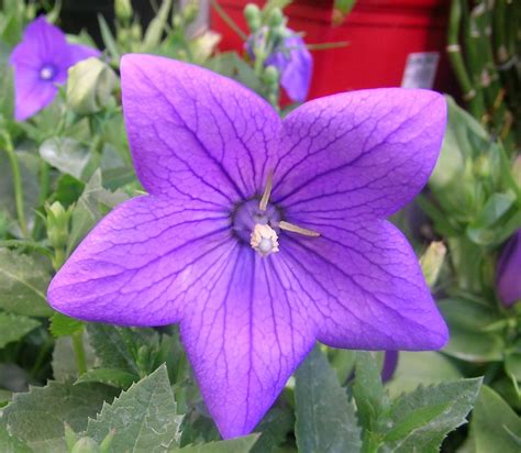 Few plants rival the extroverted beauty of a climbing vine bursting with purple flowers. Australian Campanulaceae