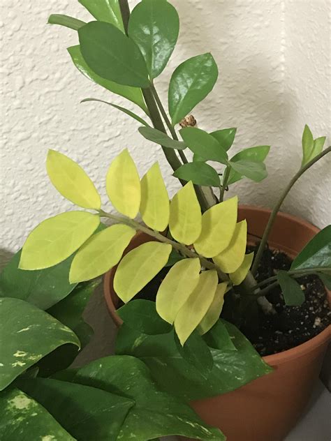 Why is my zz plant turning yellow? : r/plantclinic