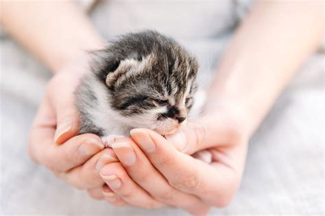 How Much Does a New Kitten Cost?