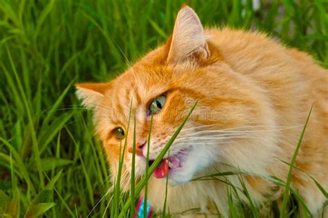 Cat Eating Grass Orange Dehors Image Stock Image Du Herbe Extérieur