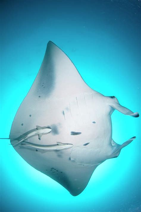 Manta Ray In Open Ocean Photograph By Scubazoo