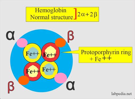 Complete Blood Count Cbc Part 2 Red Blood Cells Morphology