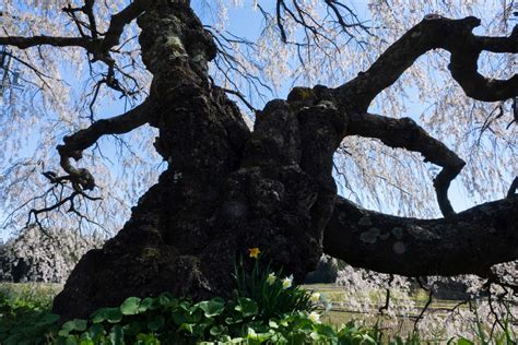 宮の原のしだれ桜伊那市 信州風景巡り