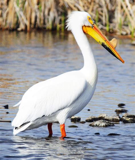 Montana Birding American White Pelican A Herding Specialist