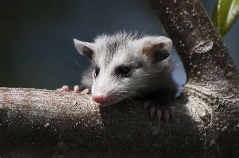 Facts About The Common Opossum Live Science