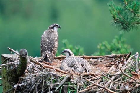 How Electricity Saved The Osprey Nest Discover Wildlife