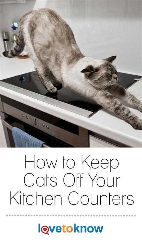 Place a piece of sandpaper on top of the kitchen counters. How to Keep Cats Off Your Kitchen Counters | Cats, Keeping ...