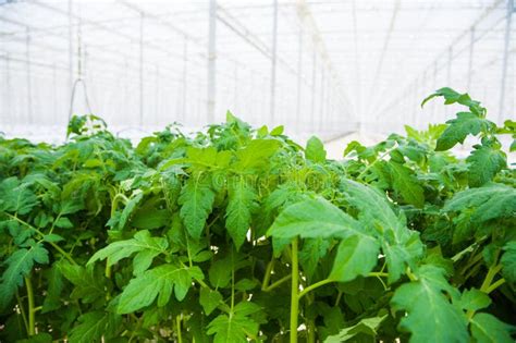 Rows Of Tomato Plants Growing Inside Big Industrial Greenhouse Stock