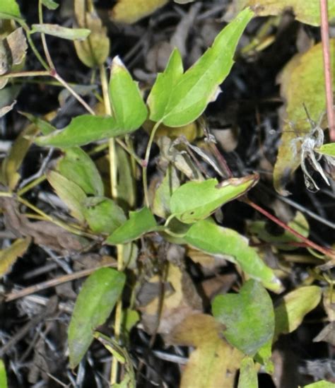Clematis ligusticifolia is a climbing, spreading vine with showy flowers. Western white clematis: Clematis ligusticifolia