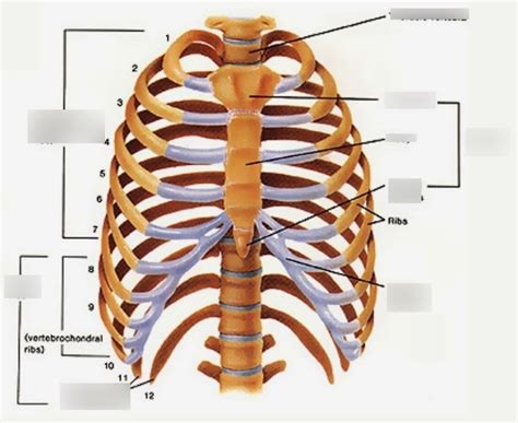 In most tetrapods, ribs surround the chest, enabling the lungs to expand and thus facilitate breathing by expanding the chest cavity. Rib Cage Diagram Labeled : Rib Cage Posterior View Labeled Mid Semester Exam Anatomy 1 With ...