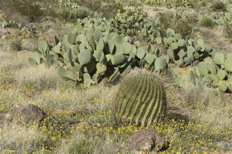 Cactus seed assortments assorted cacti seeds, individually packaged and labeled. 'Prickly-Pear, Barrel Cactus and Other Chihuahuan Desert ...