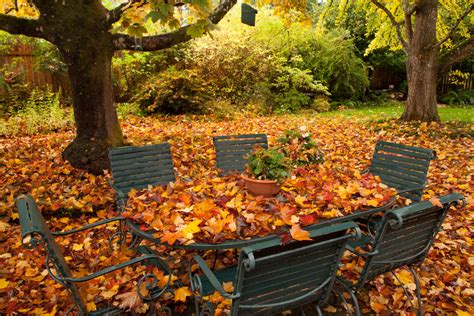 5 Things To Do With The Fall Leaves On Your Lawn Lawn Maintentence