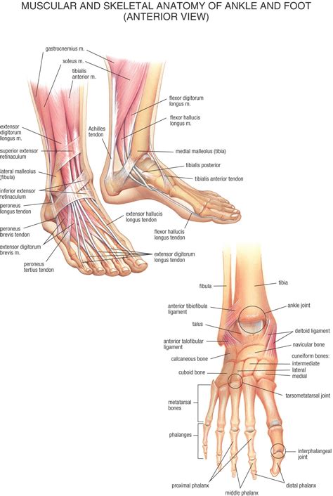 Tutorials and quizzes on muscles that act on the ankle and foot, using interactive animations and diagrams. The Anatomy Of The Foot Anatomy Of The Foot Human Anatomy ...