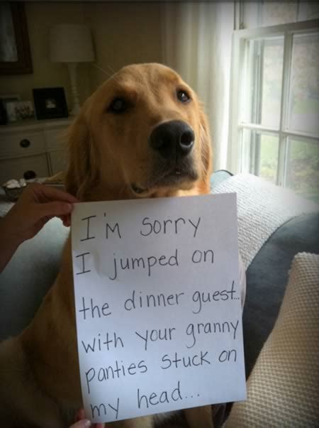 absolutely hilarious dogshaming signs dog shaming
