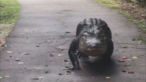 Giant Gator Captured On Camera Taking Stroll Through Big Cypress Wsvn