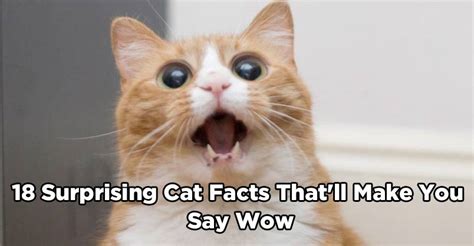 Discover fun facts about kittens with the michelson found animals foundation! 18 Surprising Cat Facts That'll Make You Say "Wow" - We ...