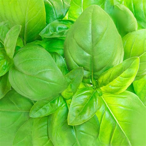 Detailed Basil Leaf As A Textured Background Fresh Green Basil Leaves