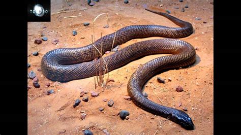 Australias Top 10 Most Dangerous Snakes Youtube