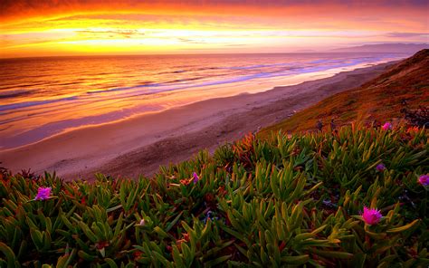 Beach Ocean Sunset Plant Flowers Shore Coast Sea