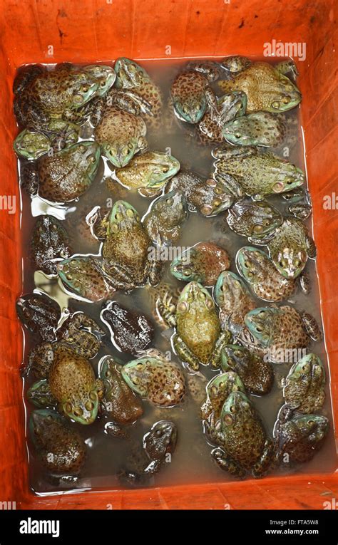 Frogs For Sale In A Market In Yangshuo China Stock Photo Alamy