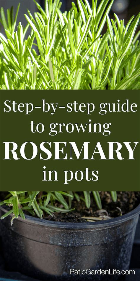 Growing Rosemary In Pots