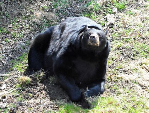 American Black Bear Ursus Americanus The American Black Flickr
