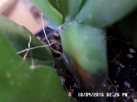 After the christmas cactus has finished blooming, do a little pruning to increase the christmas cactus thrives in cramped conditions, but nutrients in soil i'm wondering what kind of bushes these are.there are 3 of them pictured.read. Help answer a question about Christmas cactus over ...