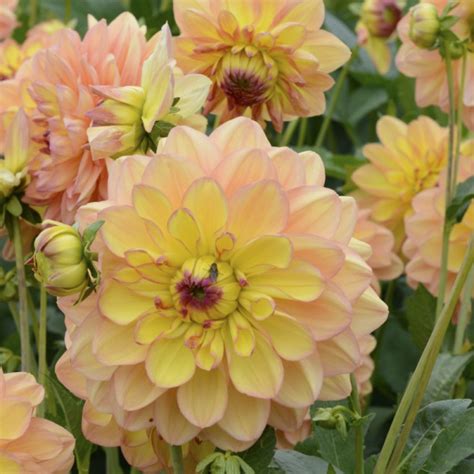 Here i go again, this month i'm featuring another perennial that is not fully hardy across much of the country. Dahlia Happy Go Lucky | Dahlias | Summer flowering bulbs ...