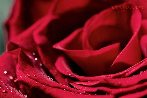 Velvet Red Rose Razvan Lungu Photography