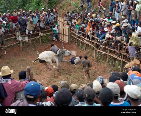 A Large Crowd Of Malagasy People Watch A Zebu Savika Or Rodeo At The