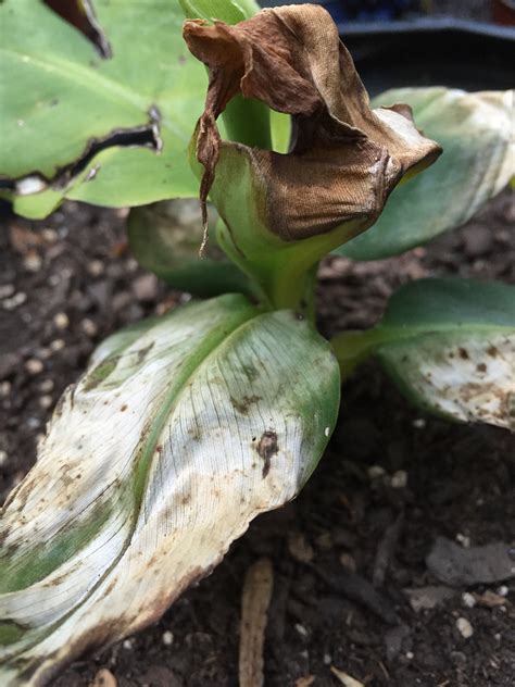 Not finding what you're looking for? Banana | Wilting White/Brown Leaves on Banana Plant