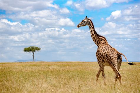 3840x2160 Resolution Giraffe On Savannah Under White And Blue Sky At